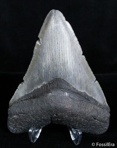 Inch Megalodon Tooth #2820
